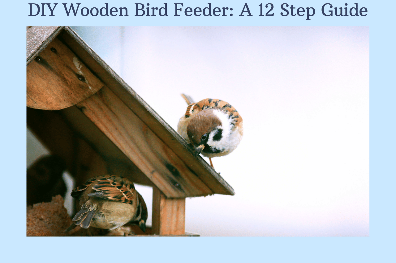 DIY Wooden Bird Feeder: A 13 Step Guide 1